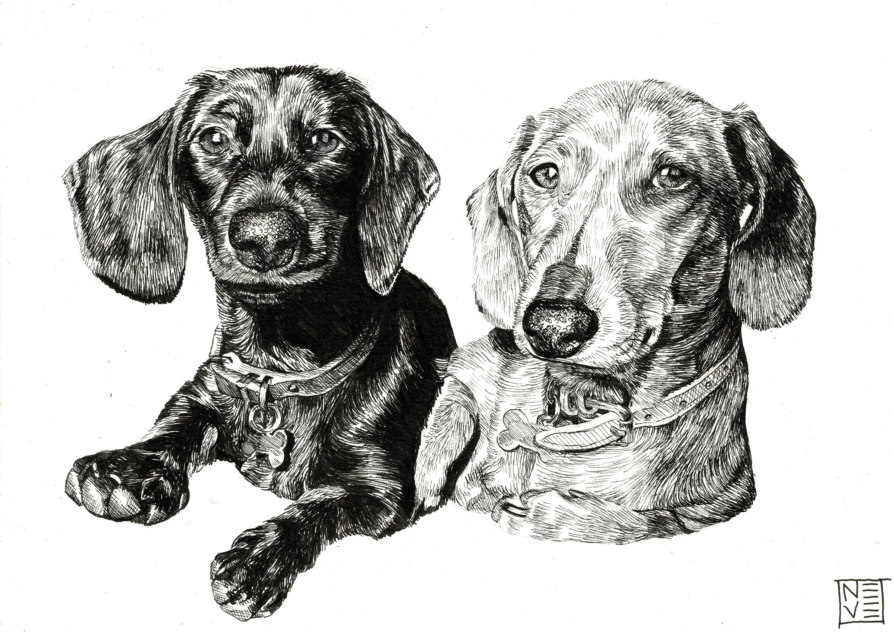 Custom Pet Portrait Ink Pen Drawing - Etsy Australia