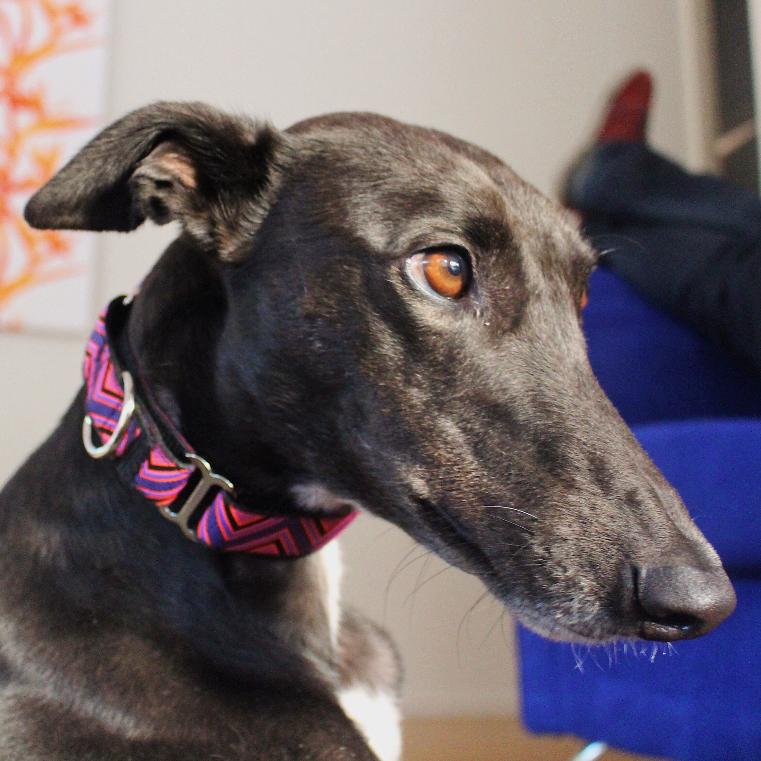 martingale collar whippet