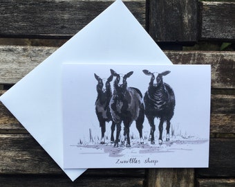 Greeting Card - Swartbles Sheep