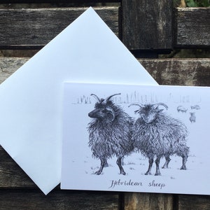 Wenskaart - Hebridenschaap