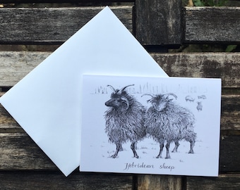 Greeting Card - Hebridean Sheep