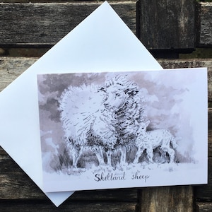 Wenskaart - Shetlandschapen