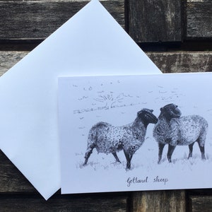 Greeting Card - Gotland Sheep