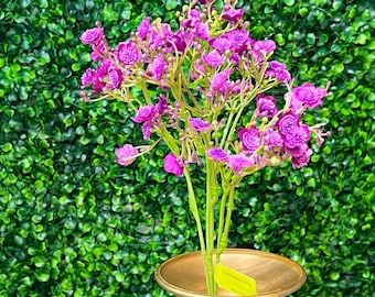 Purple Gypso Filler Bush ~ 18 inch