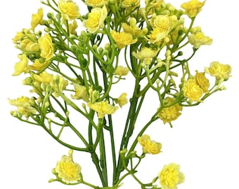 Yellow Gypso Filler Bush ~ 18 inch