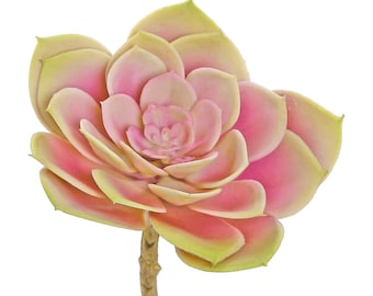 Pink Echeveria Rosette - 7 inch