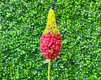 Hot Pink Foxtail Lily Bud - 33 inch - Fuschsia Eremurus