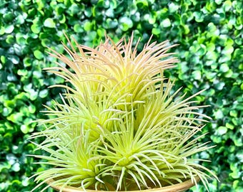 Tillandsia Pick - 5 inches