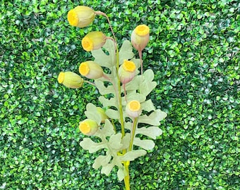 Yellow Poppy Pod Bush