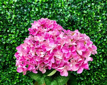Pink Hydrangea Bush - 23 in - 5 Flowers