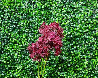 Plum Allium Spray ~ 25 inches