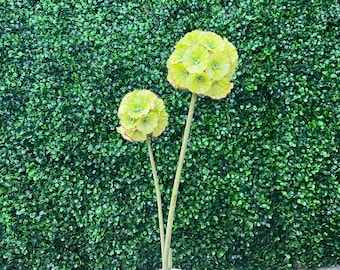 Green Scaboisa Flower Ball Stem - 2 sizes avail