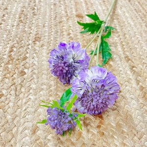 Lila Scabosia Flower Spray, 3 echte Blütenköpfe, 30 "- KÜNSTLICH