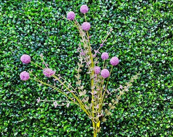 Purple Snowball Allium Bush ~ 30 Inch