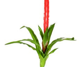 Red Bromeliad Gladiate - 28 inch