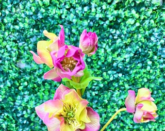 Mauve Helleborus Spray ~ 24”