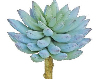 Blue Finger Succulent - 5 inch