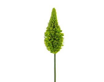 Green Foxtail Lily Bud - 33 inch - Green Eremurus