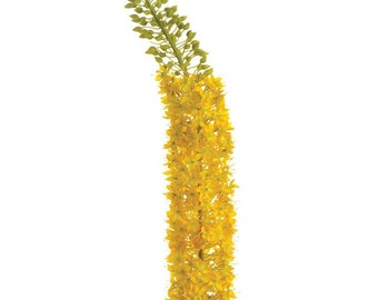 XL Yellow Foxtail Lily Stem - 55 inch