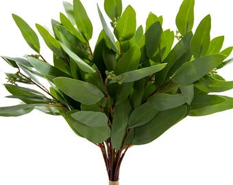 Long Leaf Eucalyptus Bundle ~ 12 Stems ~ 17in