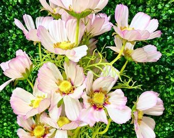 Cream Pink Cosmos Bush - 22 inch