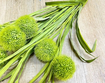 Pom Pom Grass Spray x 5 H21