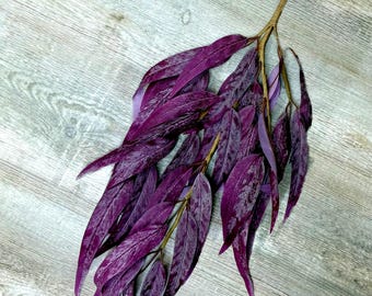 Purple Willow Leaves Bush - 28inch