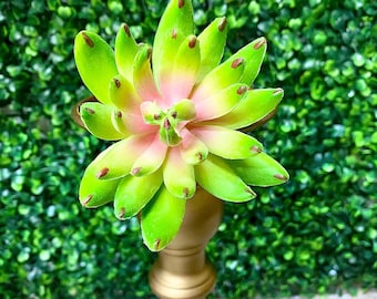 Sedeveria Pick - 3.5 inch - Pink and Green