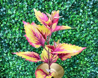 Pink Green Coleus Pick - 18 inch