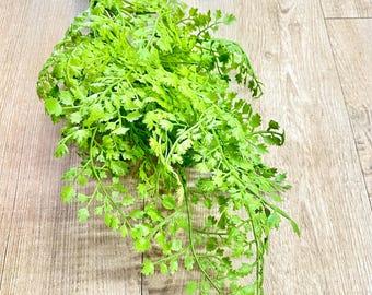 Green Maiden Hair Bush - 16 in