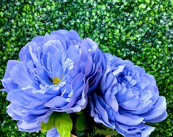 Blue Peony Bush ~ 22 inches ~ 7 flowers
