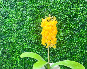 Yellow Hyacinth Stem ~ 15.75 Inch