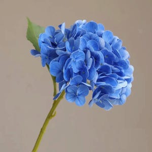 May include: A close-up of a blue hydrangea flower in full bloom. The flower head is a mass of small, tightly packed petals in shades of blue. The stem is green, and a single green leaf is visible. The background is a neutral, muted tone.