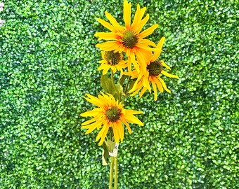 Yellow Echinacea Bush - 29 inch