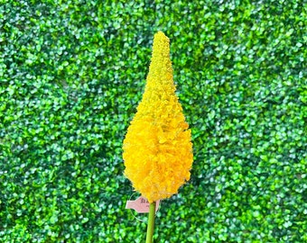 Yellow Foxtail Lily Bud - 33 inch - Fuschsia Eremurus