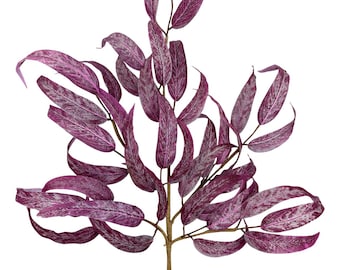 Purple Willow Leaves Bush - 28inch