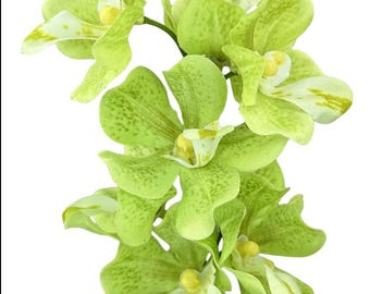 Green Mokara Orchid Stem -22 Inch