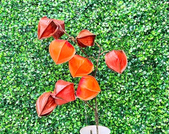 XL Orange Lantern Pod Spray
