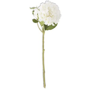 Puede incluir: Una sola flor de hortensia blanca con hojas verdes y un tallo largo. La cabeza de la flor es un grupo grande y redondo de pequeños pétalos. El tallo es de color verde claro y texturizado.
