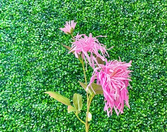 Bright Pink - Spider Mum Chrysanthemum Spray