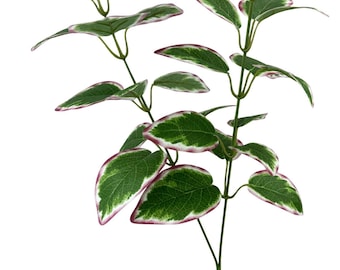 Greenery & Filler Bushes