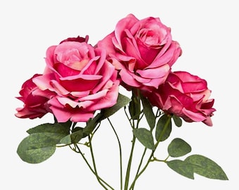 Hot Pink Heirloom Rose Bush ~ 7 Flowers ~ 22 Inch