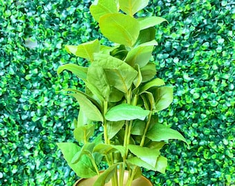 Green Basil Bush ~ 16”