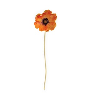 May include: A single orange anemone flower with a dark center and a long, light-colored stem. The flower has multiple layers of petals and is set against a white background. The stem is slender and slightly curved.