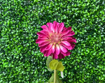 Fuchsia Magenta Single  Zinnia - 18 inch