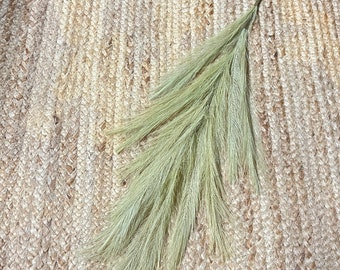 Olive Green Pampas Plume ~ 40”