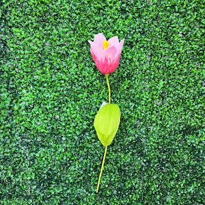 Große rosa Tulpe ~ 70 cm ~ Schaumtulpe ~ Frühlings-Fotorequisite