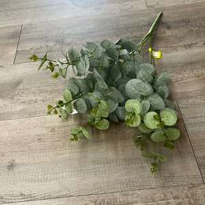 Eucalyptus bush