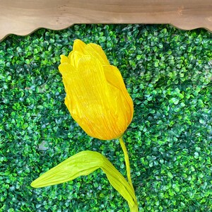 Große gelbe Tulpe ~ 70 cm ~ Schaumtulpe ~ Frühlings-Fotorequisite