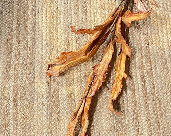 Dried Acanthus Bundle ~ Carmel~ set of 3 ~ 45”